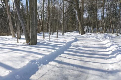 Shadow of the trees in the forest in winter. Sunlight peeking through the tre Stock Photos