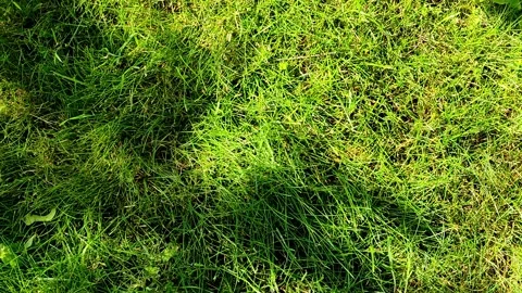 Shadow from trees on fresh grass in the park Stock Footage 155440328