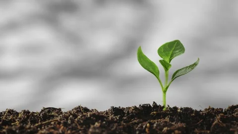 Shadow of the trees gently swaying in the breeze, on a white background wit.. Video stock 308716775
