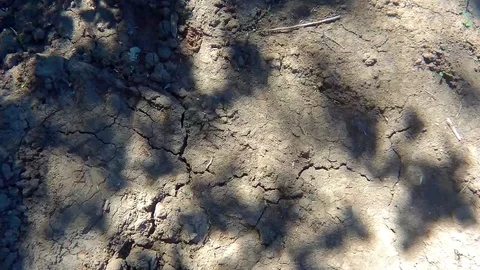 Shadow of trees on the ground Stock Footage 90410622