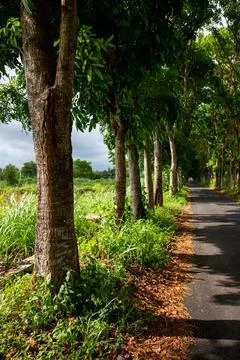 The shadow of the trees on the ground Stock Photos