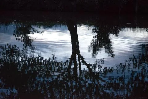 Shadow of trees mirror on the ripple water surface. Stock Photos