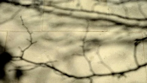 Shadow of trees moving over a facade. Time lapse Stock Footage 168759664