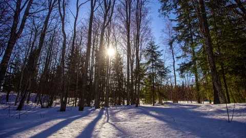 Shadow of trees moving on a partly cloudy windy day. Timelapse Stock Footage 235102667
