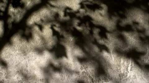 Shadow of trees over a texture wall Video stock 8975284