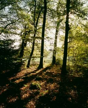 Shadow of trees Stock Photos