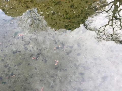 Shadow of trees reflect on water surface in japanese garden Stock Photos