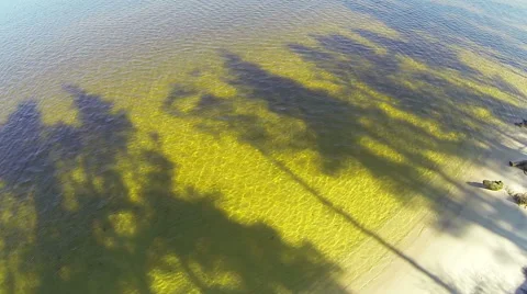 The shadow of the trees on the water. Aerial view. Stock-Footage 49166292