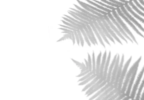 The shadow of tropical leaves on the white wall. Black and white image to Stock Illustration