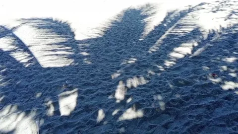 The shadow of tropical plants on the sand. Beach Vídeos de archivo 332909275