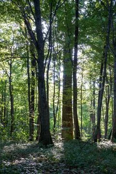 Shadow from the trunk of a huge oak tree in the forest at sunrise. 写真素材