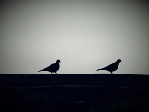 Shadow of two pigeon Stock Photos