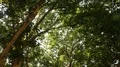 Shadow under very big plane trees tilt down in Braunschweig city 4k or 4k+ Resolution