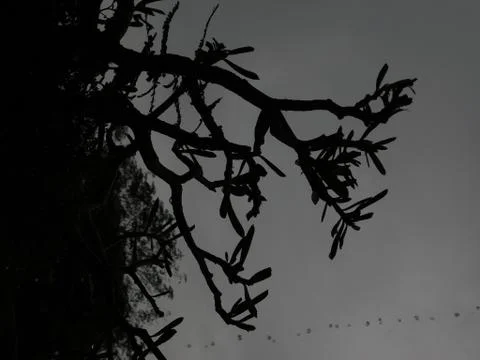 Shadow view of tree branches Foto stock