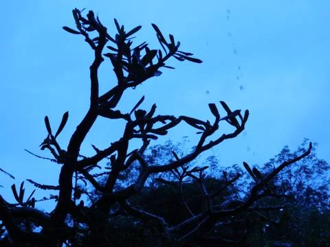 Shadow view of tree branches Stock Photos