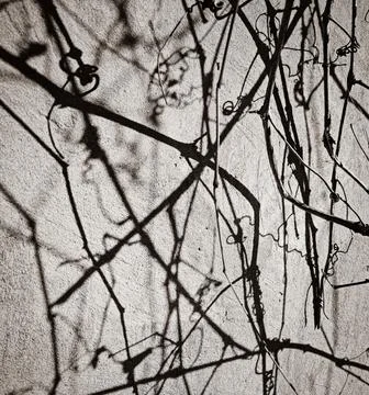 Shadow from a vine on the wall Stock Photos