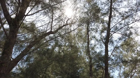 Shadow walking Stock-Footage 101161609