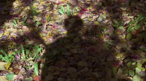 Shadow walking in forest, steadycam shot, slow motion shot at 240fps Stockbeeldmateriaal 43156397