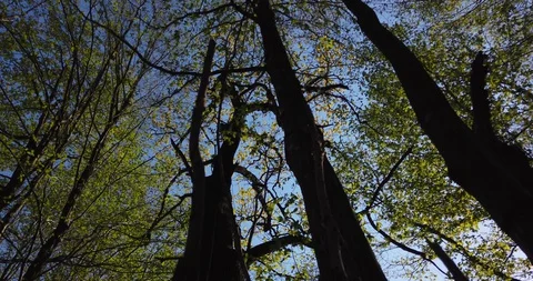 Shadow of a walking man on the leaves in the forest at spring Stock Footage 129272243