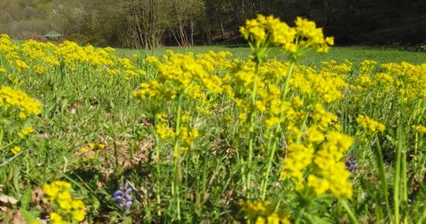 Shadow of a walking man on the leaves in the forest at spring Stock Footage 129278884