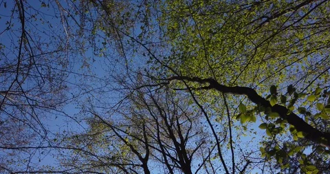 Shadow of a walking man on the leaves in the forest at spring Stock Footage 129278960