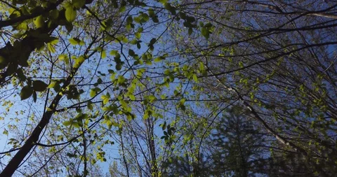 Shadow of a walking man on the leaves in the forest at spring Stock Footage 129279178