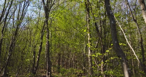 Shadow of a walking man on the leaves in the forest at spring Stock Footage 129280020