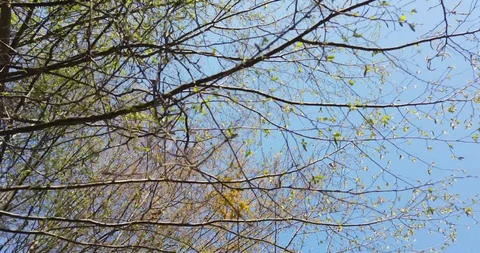 Shadow of a walking man on the leaves in the forest at spring Stock Footage 129280061