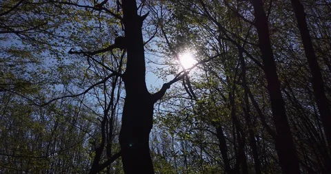 Shadow of a walking man on the leaves in the forest at spring Stock Footage 129280090