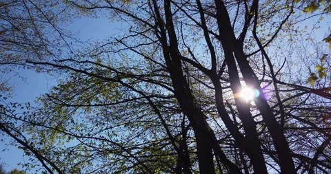 Shadow of a walking man on the leaves in the forest at spring Stock Footage 129280194