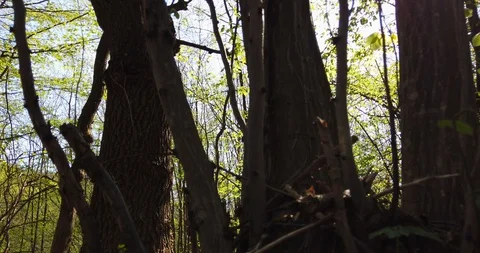 Shadow of a walking man on the leaves in the forest at spring Stock Footage 129280207