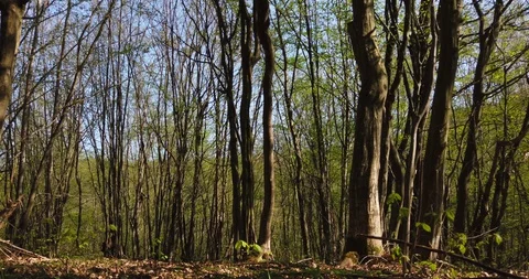 Shadow of a walking man on the leaves in the forest at spring Stock Footage 129280213