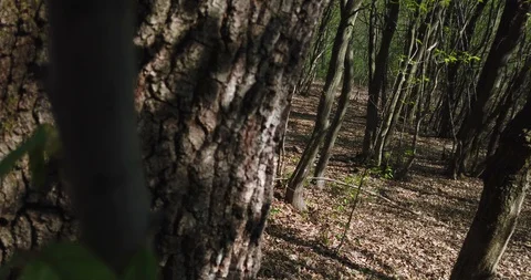 Shadow of a walking man on the leaves in the forest at spring Stock Footage 129280242