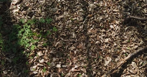 Shadow of a walking man on the leaves in the forest at spring Stock Footage 129280262