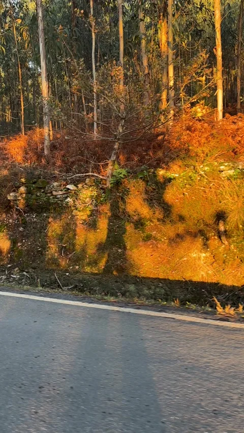 Shadow walking on the road by the woods Stock Footage 263853658