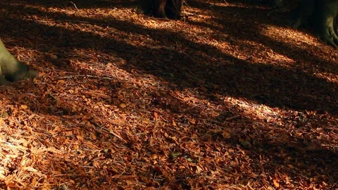A shadow walks through on a footpath full of flying leaves captured Stock-Footage 104196965