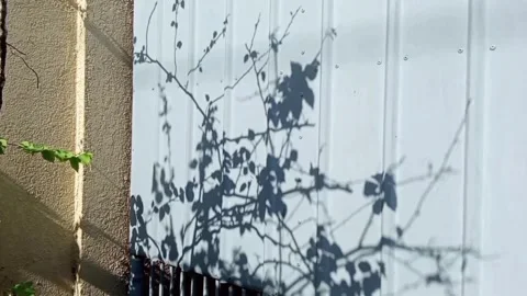 Shadow on the wall from the bushes Stock Footage 329164725