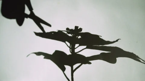 Shadow on the wall 库存影片 107014830