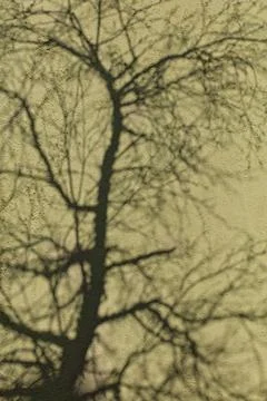 Shadow on wall. Stock Photos