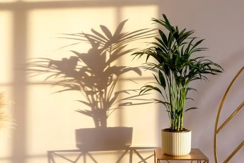 Shadow on the wall from the window and the flower in the pot Stock Photos