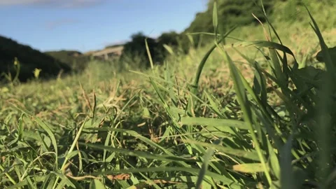 Shadow wandering on grass Stock Footage 137320387