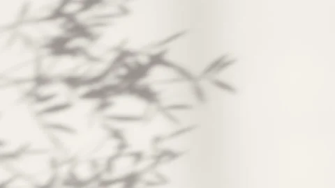 Shadow white background leaves tree branch falling on wall. Stock Footage 170342440