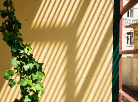 The Shadow On The White Wall From Sun Rays. Stock Photos