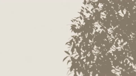 Shadow of wind in the tree leaves on the... | Stock Video | Pond5