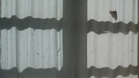 The shadow of the window and the butterfly on the 5 Stock Footage 129462467