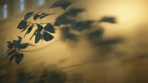 Shadow in the window Stock Photos