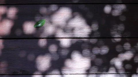 Shadow on wood wall Stock Footage 139950622