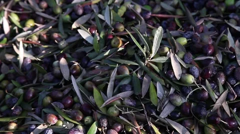Shadow of worker separating olives from leaves Stock Footage 60210339