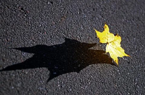 A shadow of a yellow maple leaf on asphalt Stock Photos