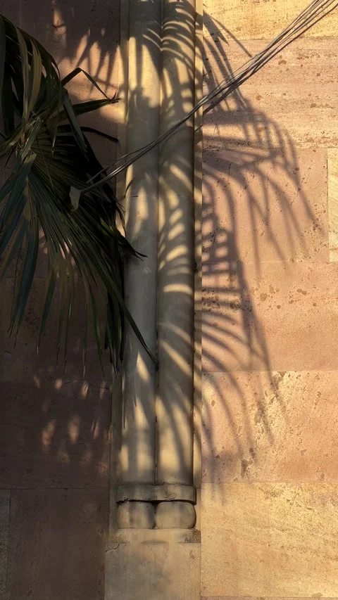 Shadow on yellow stone wall from palm leaves on bright sunny summer day Stock Footage 238376105